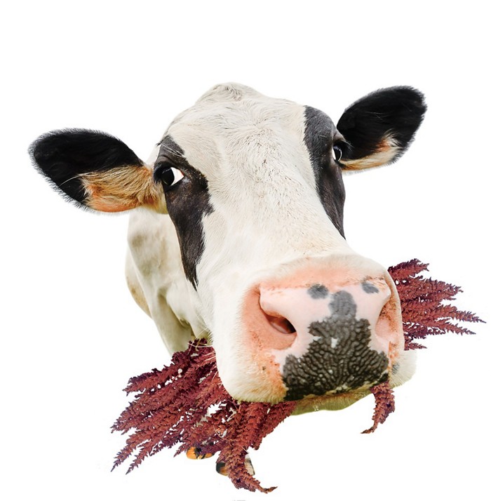 肥胖有害环境?每年额外产7亿吨二氧化碳:比瘦子碳排放多20%【BJL平台】(图2) BJL平台官网